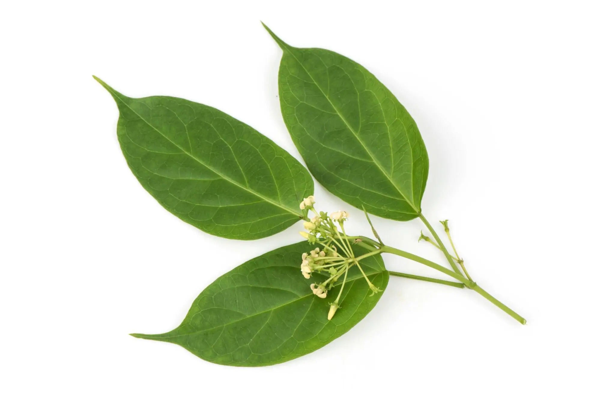 EXTRACTO DE GYMNEMA SYLVESTRE